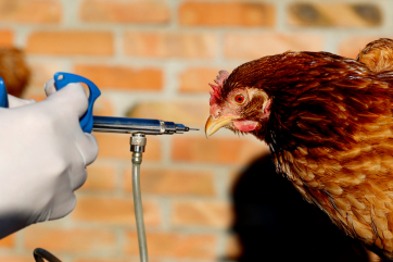В Германии из-за гриппа птиц уничтожат более 100 тысяч кур